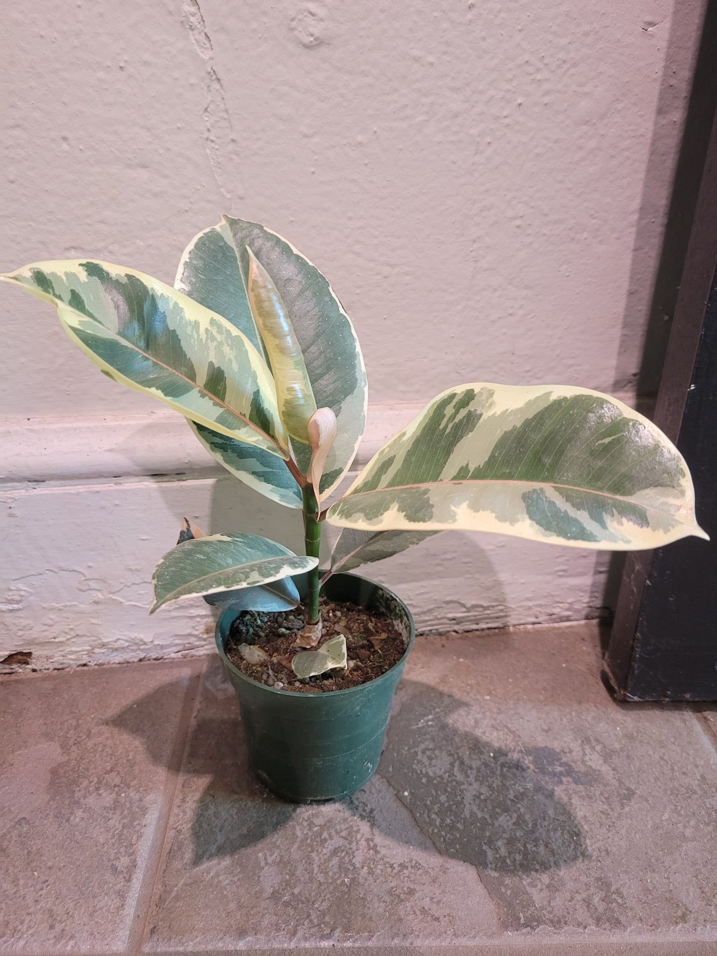 Ficus Ruby