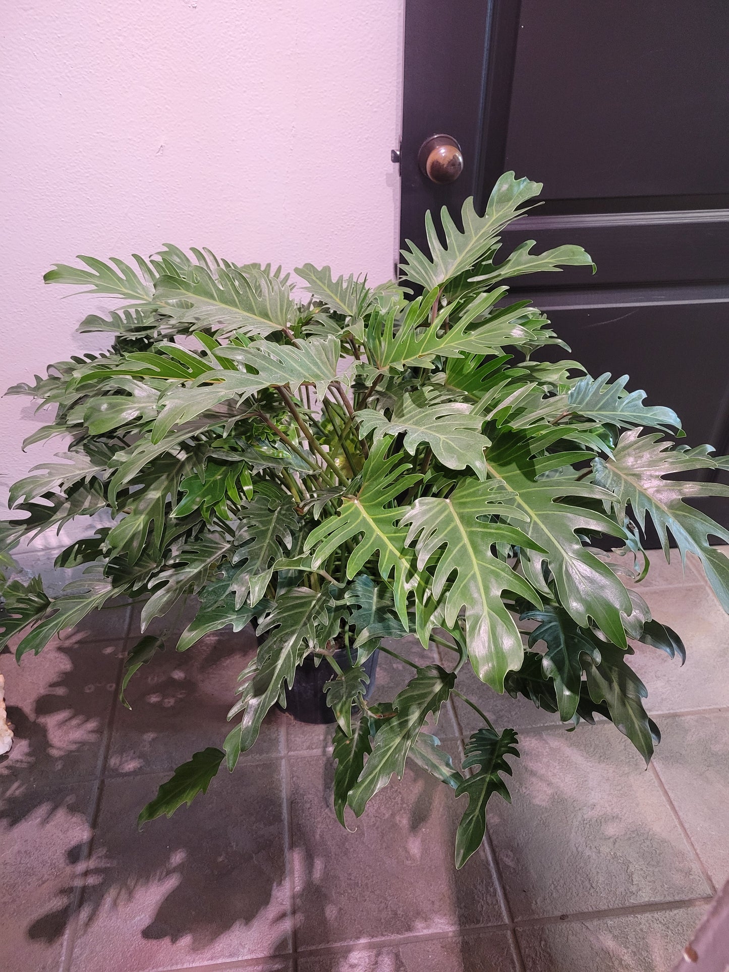 Philodendron Xanadu