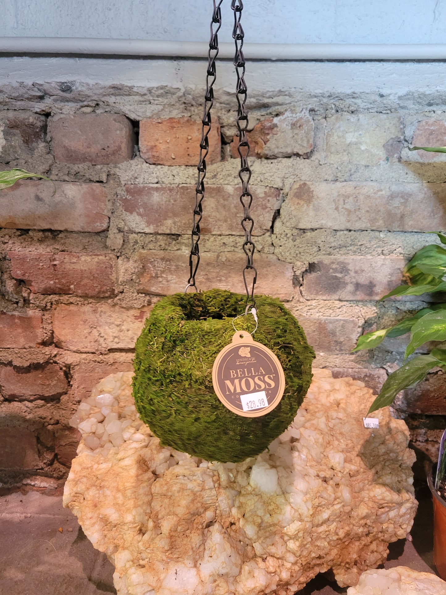 6" Kokedama Green Moss Hanging Planter