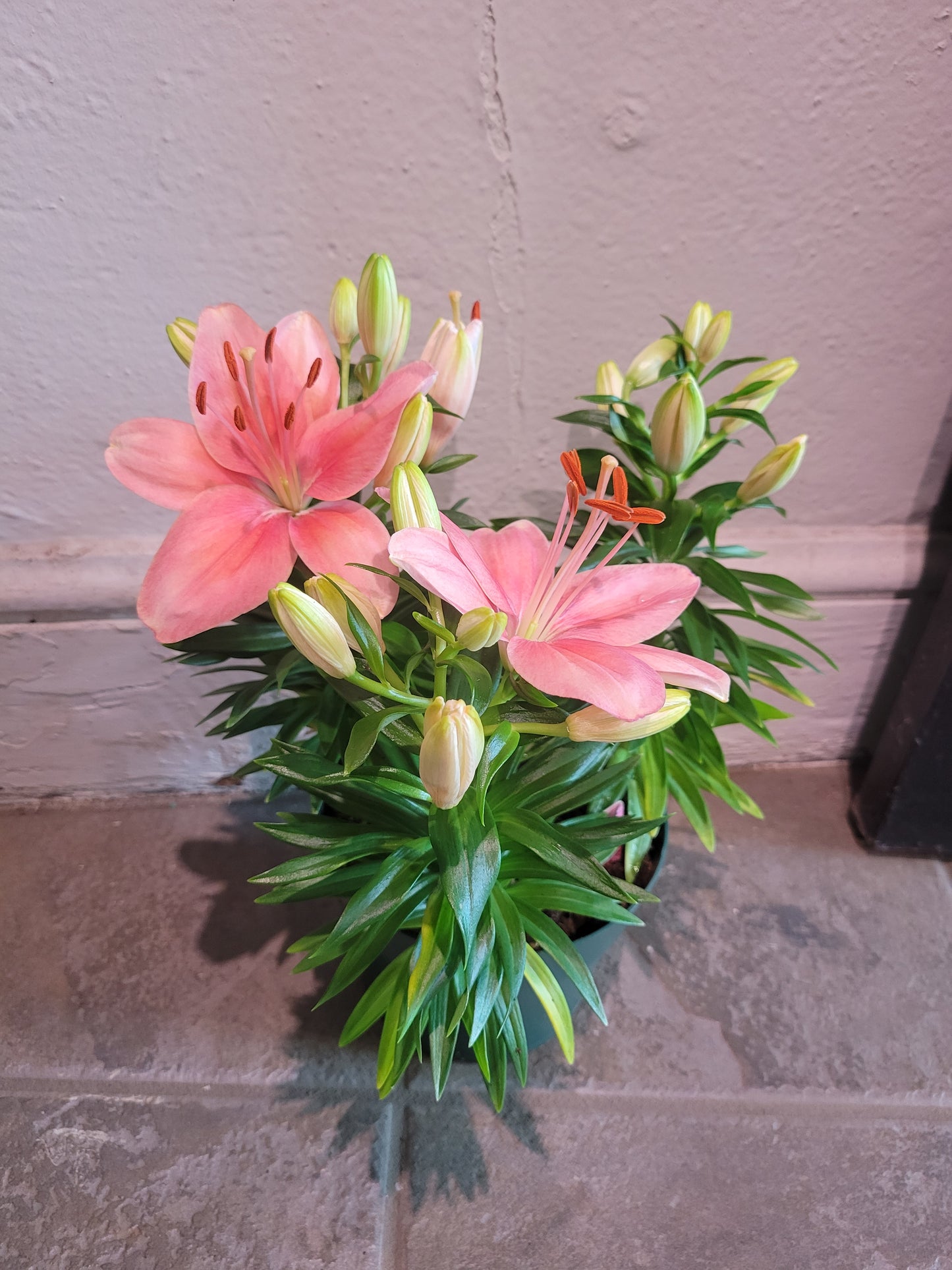 Lily