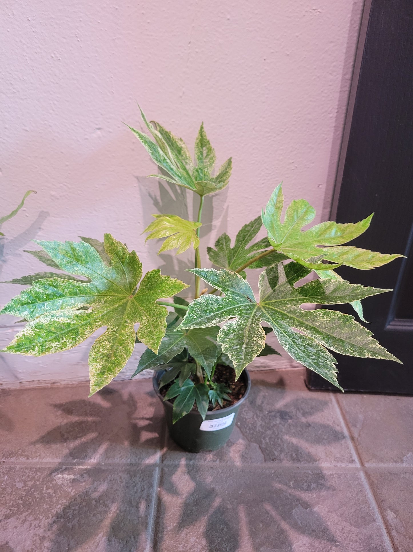 Fatsia Japonica Variegata