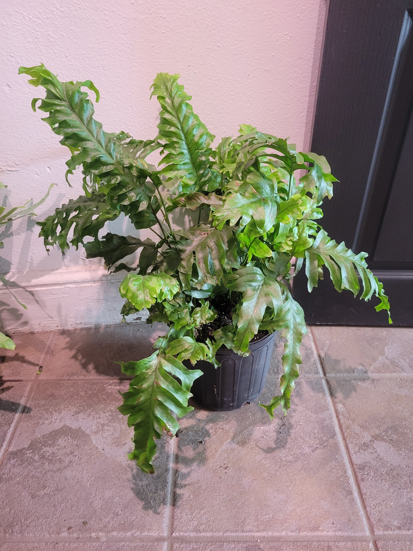 Nicholas Diamond Fern