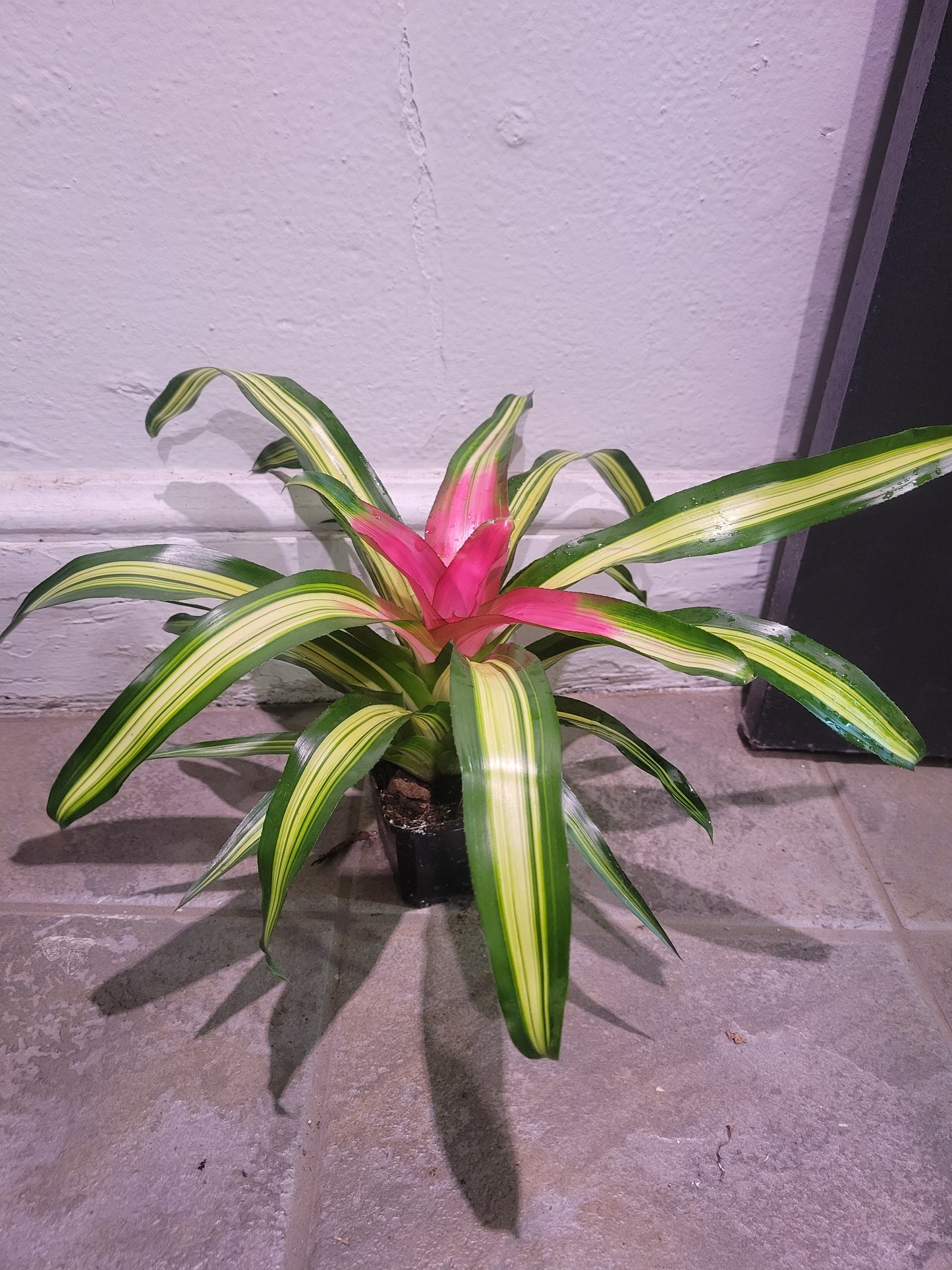 Bromeliad Wolfgang