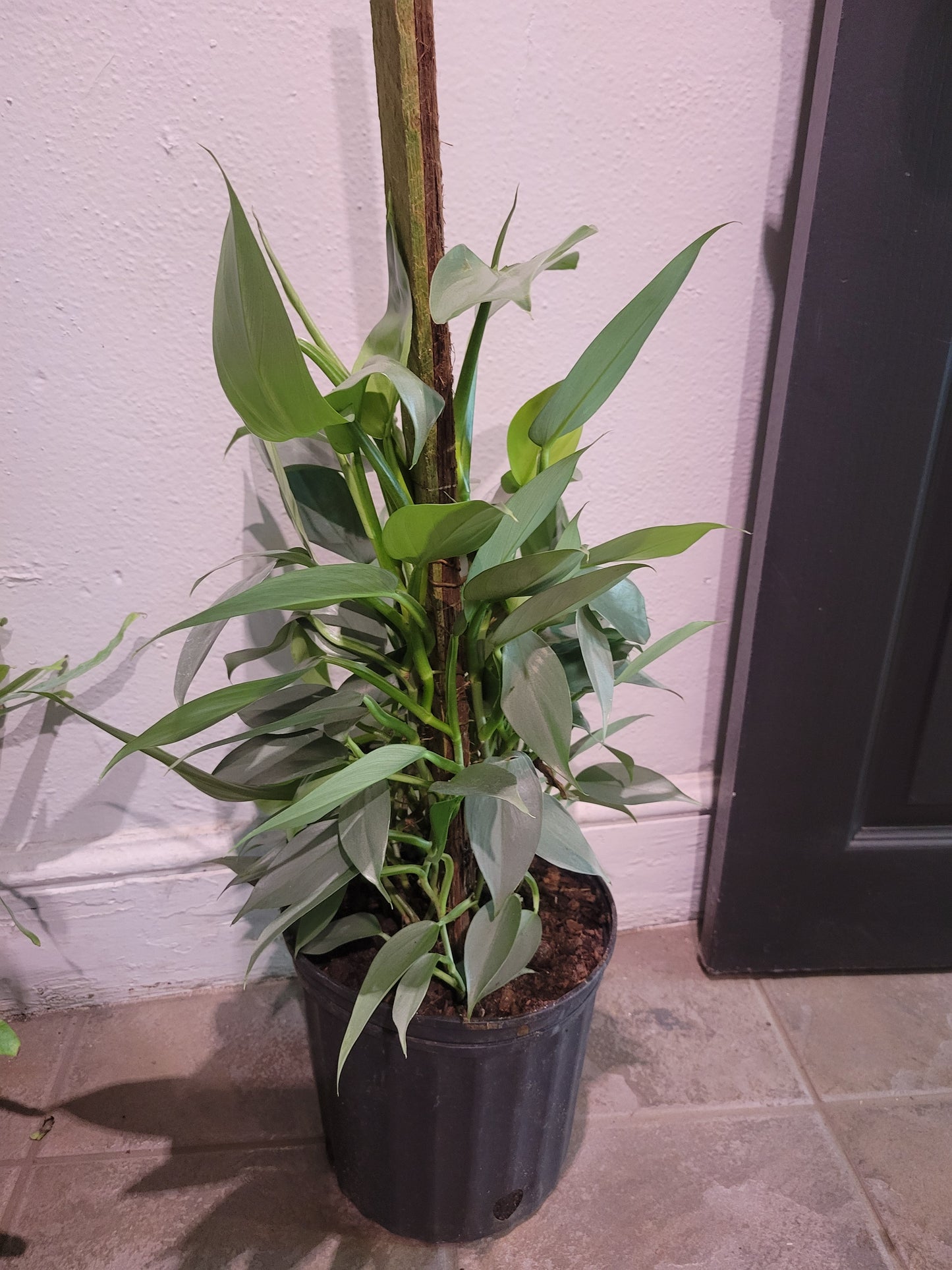 Philodendron Silver Sword
