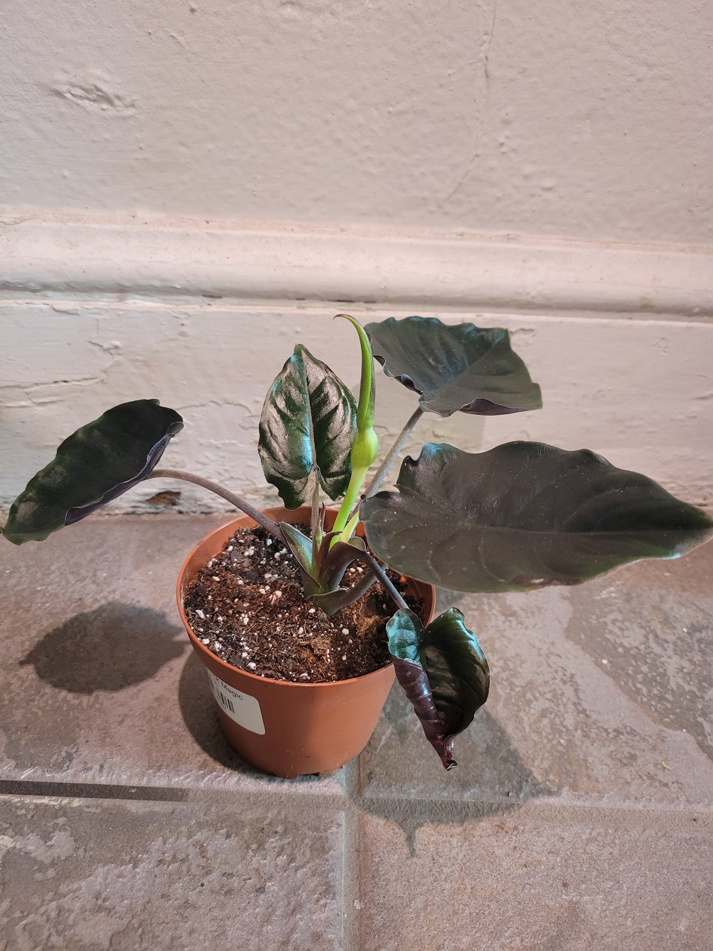 Alocasia Black Magic