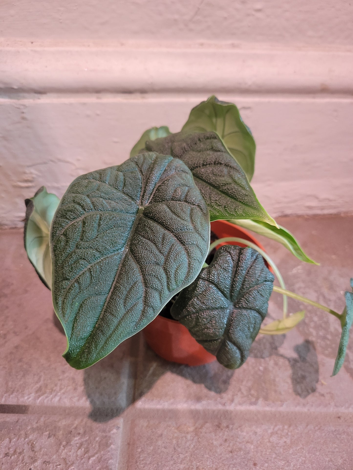 Alocasia Melo
