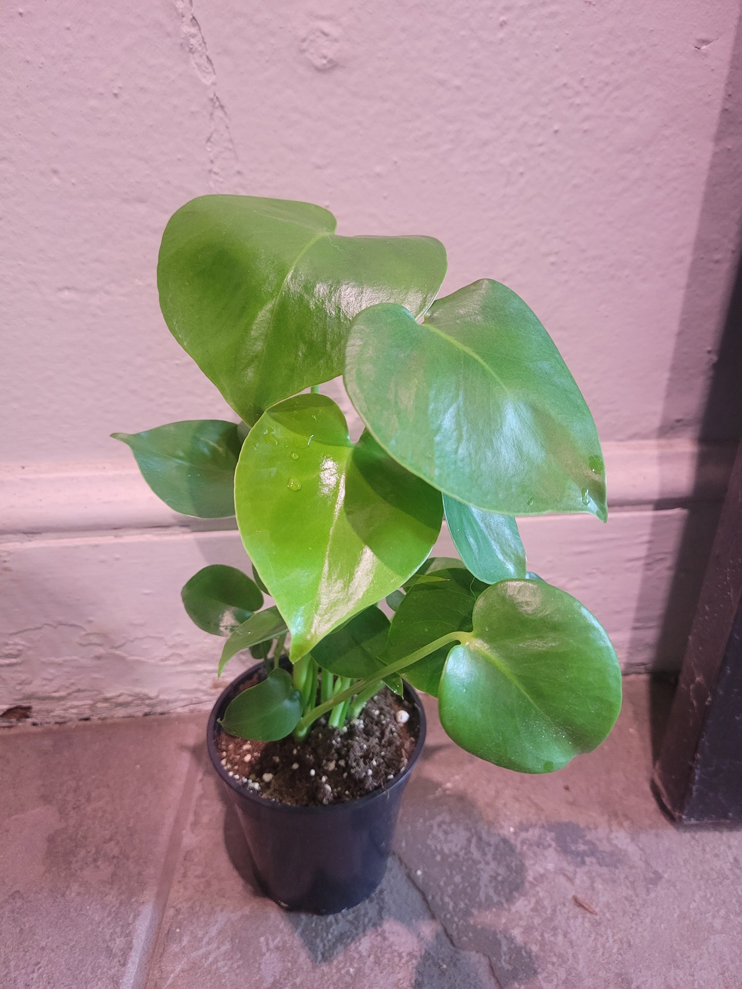 Monstera