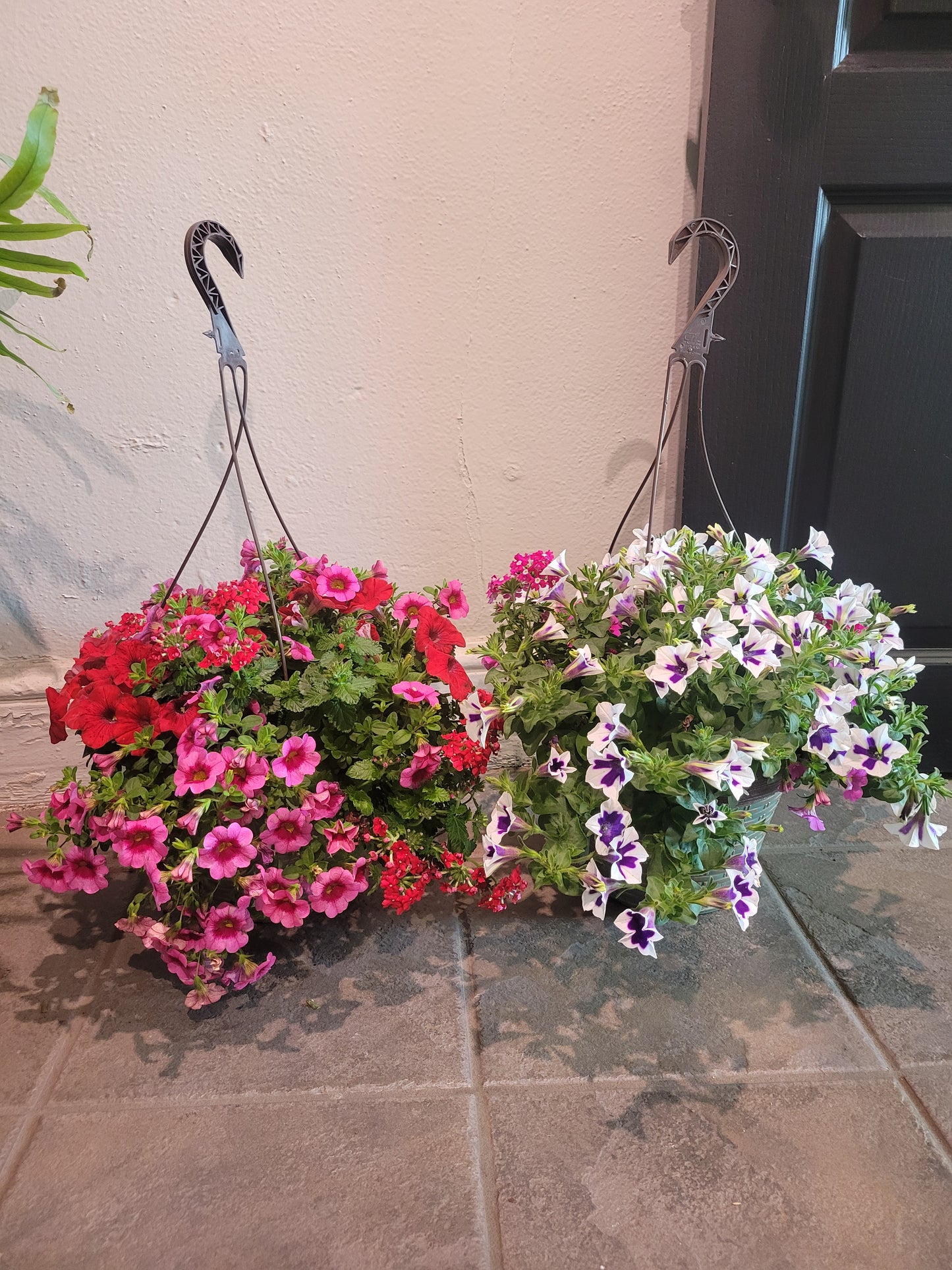 Premium Annual Hanging Basket