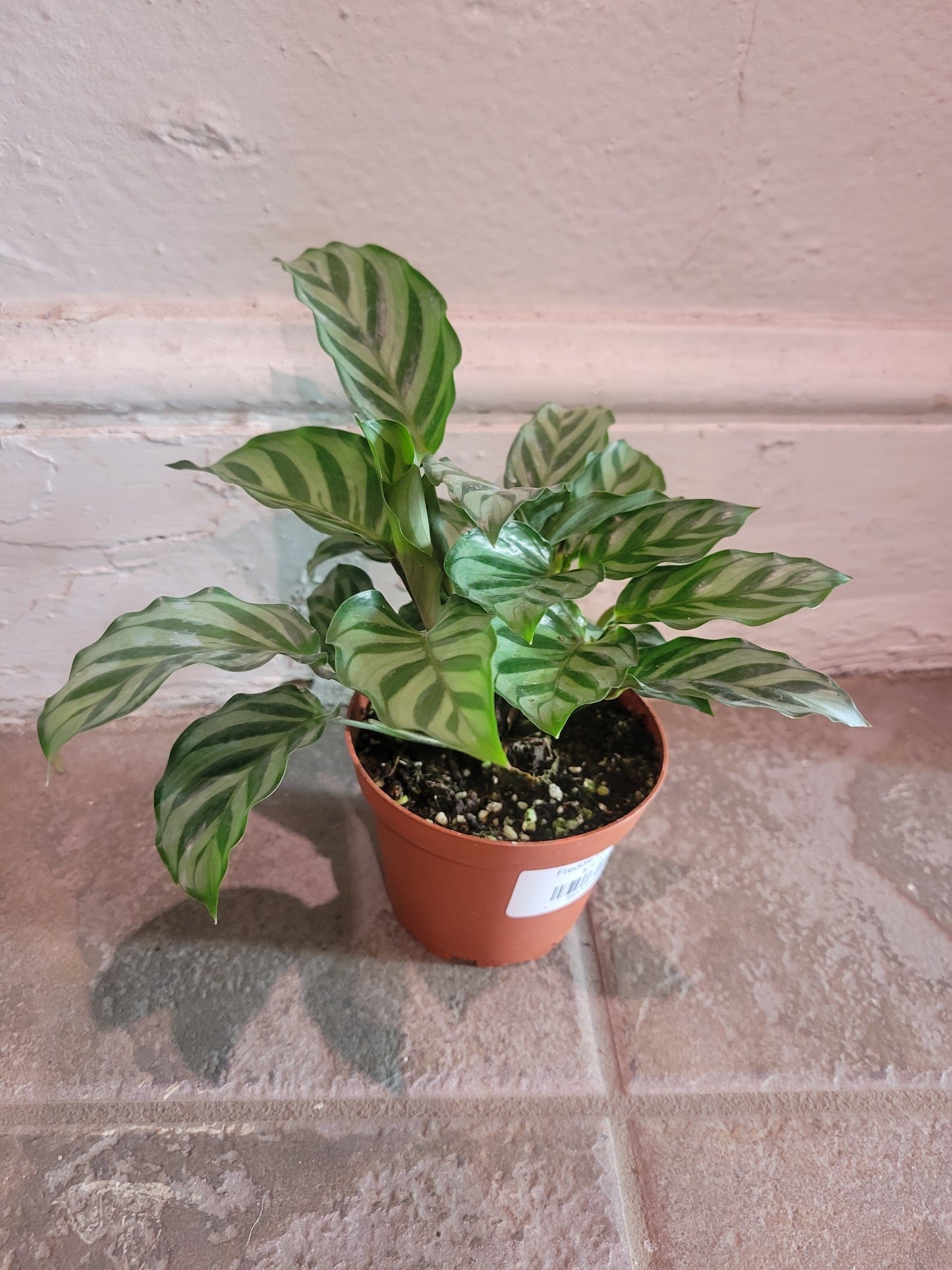 Freddie Calathea