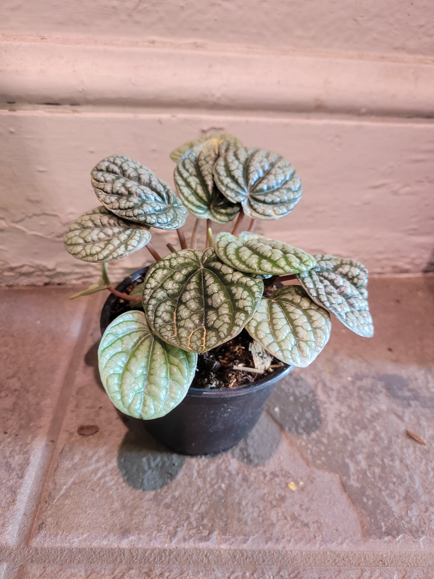Peperomia Burbella