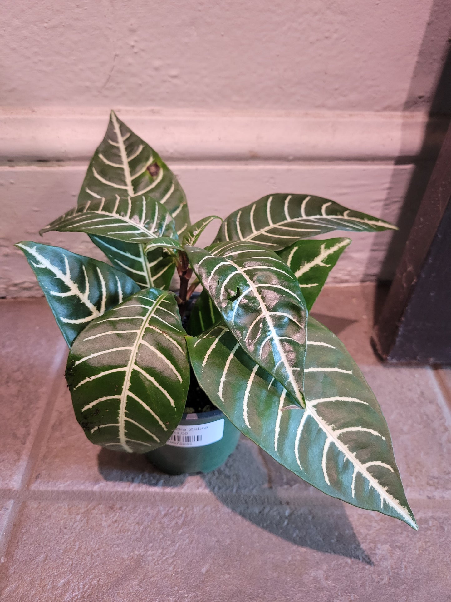 Aphelandra Zebra
