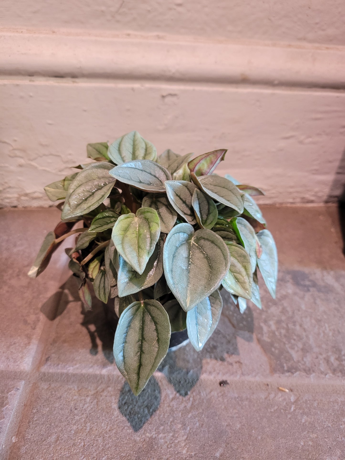Peperomia Napoli Nights