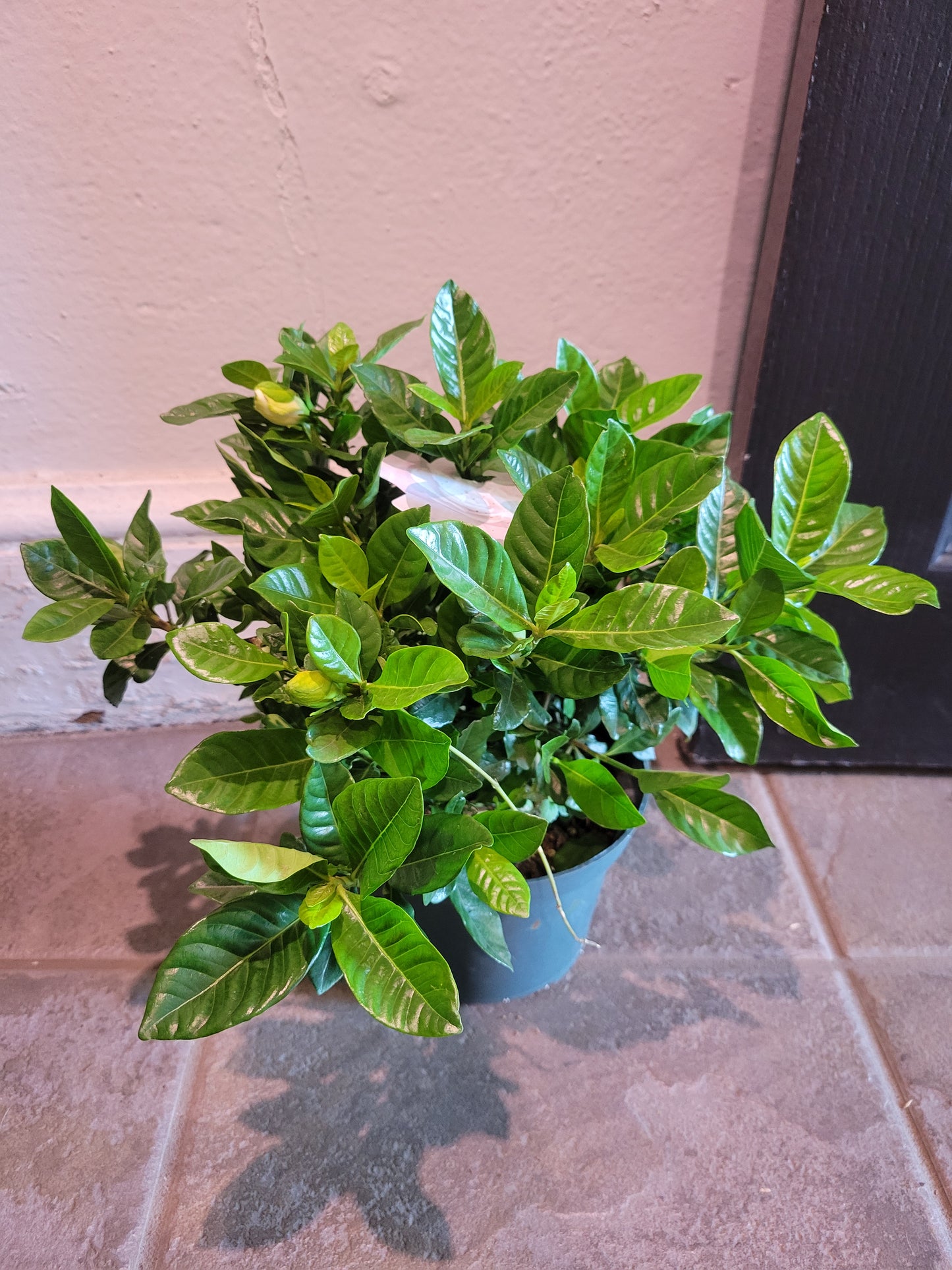 Gardenia