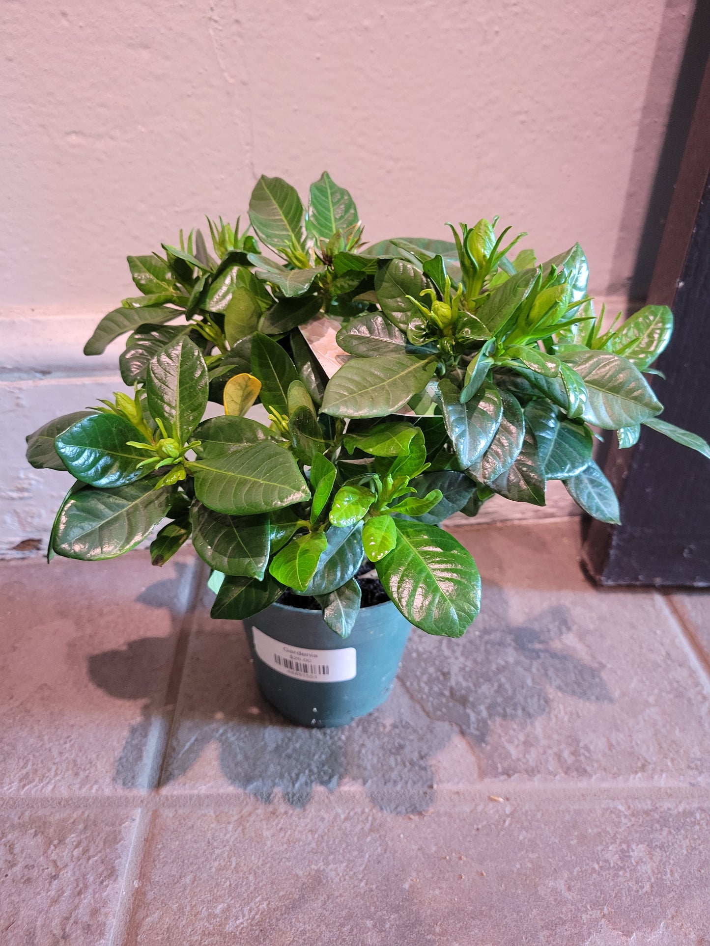 Gardenia