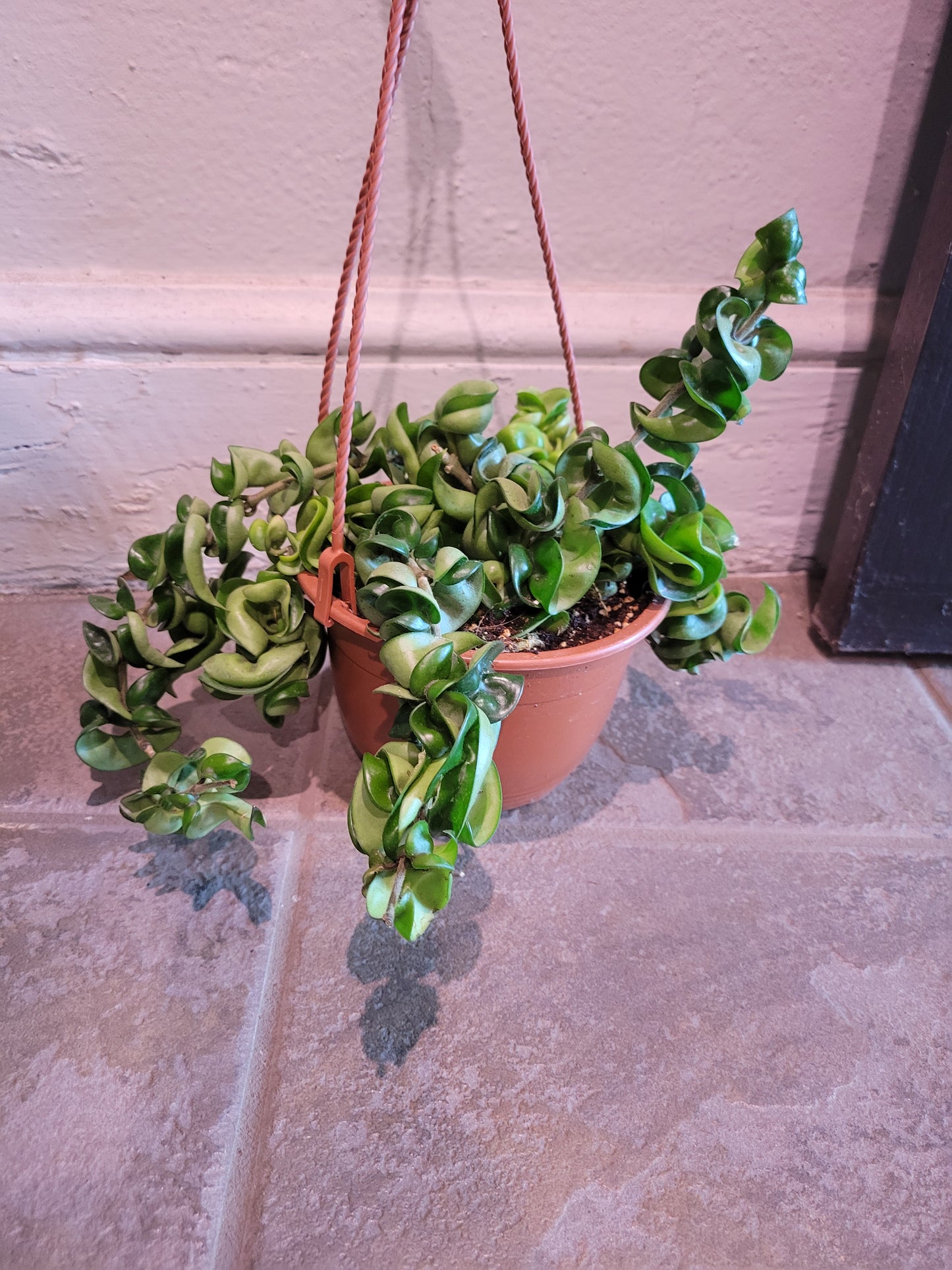 Hoya Hindu Rope