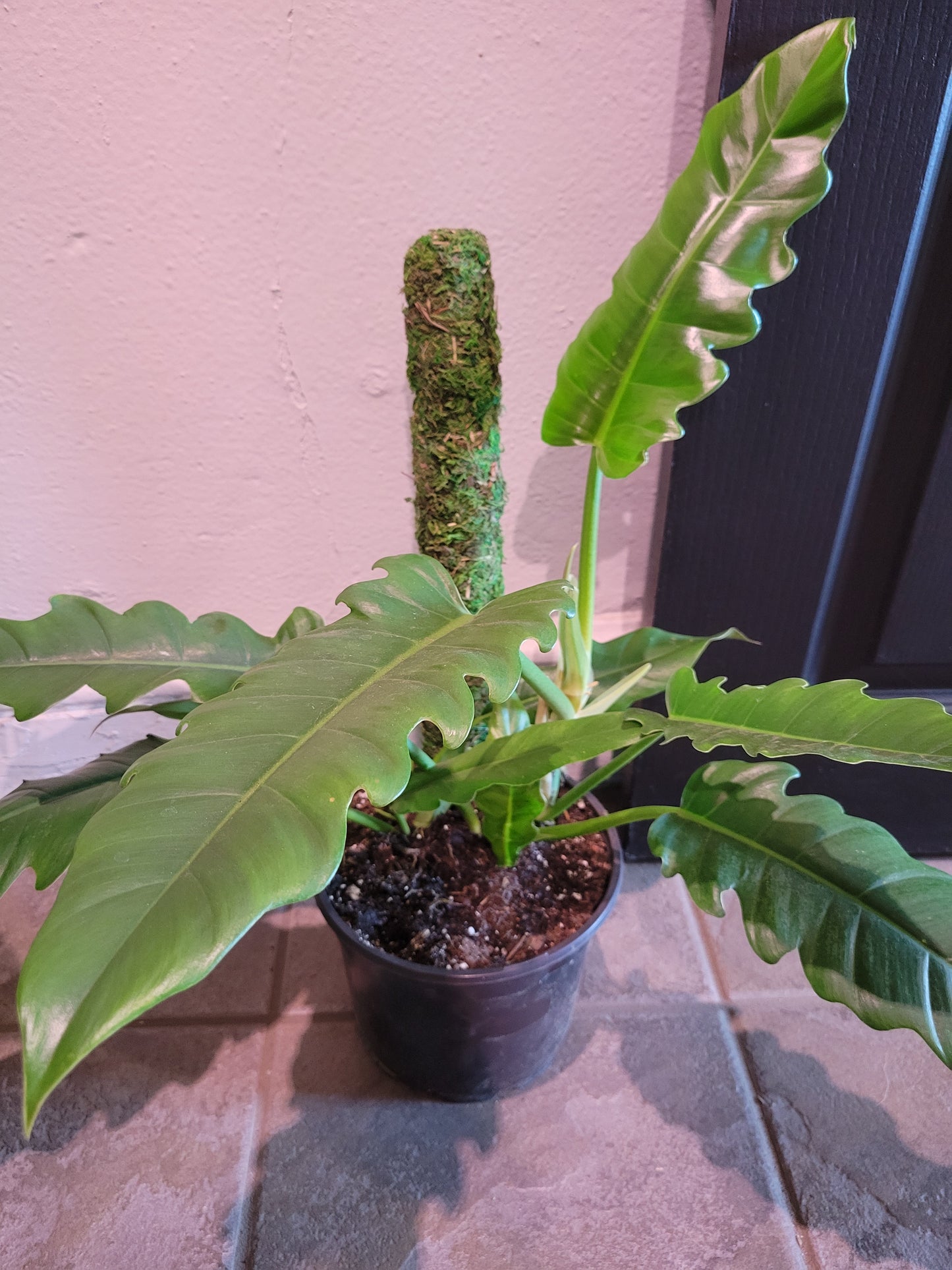 Philodendron Jungle Boogie