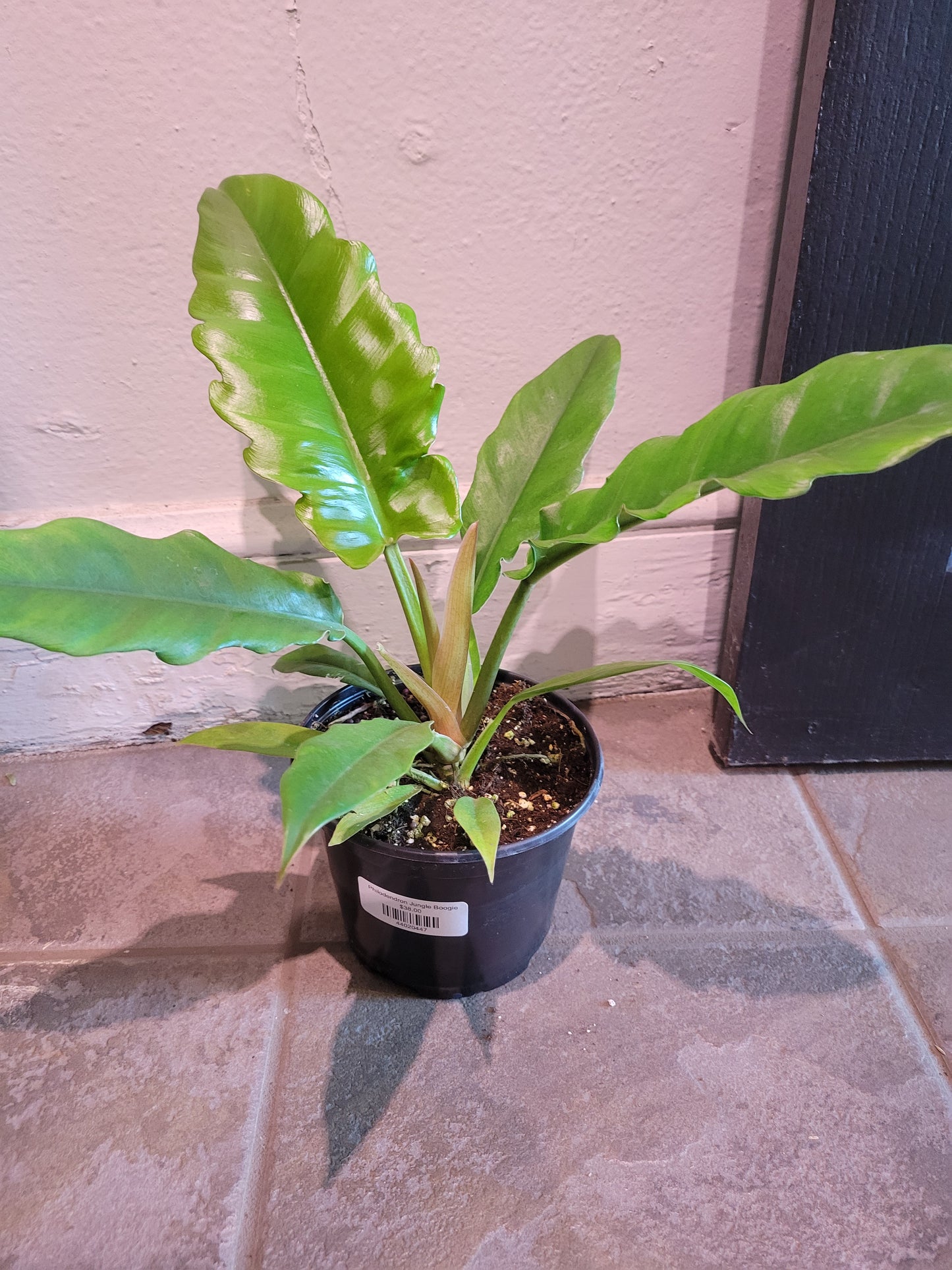 Philodendron Jungle Boogie