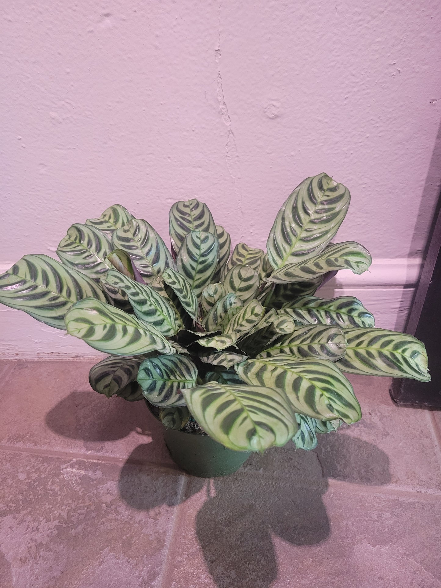 Burle Marxii Calathea