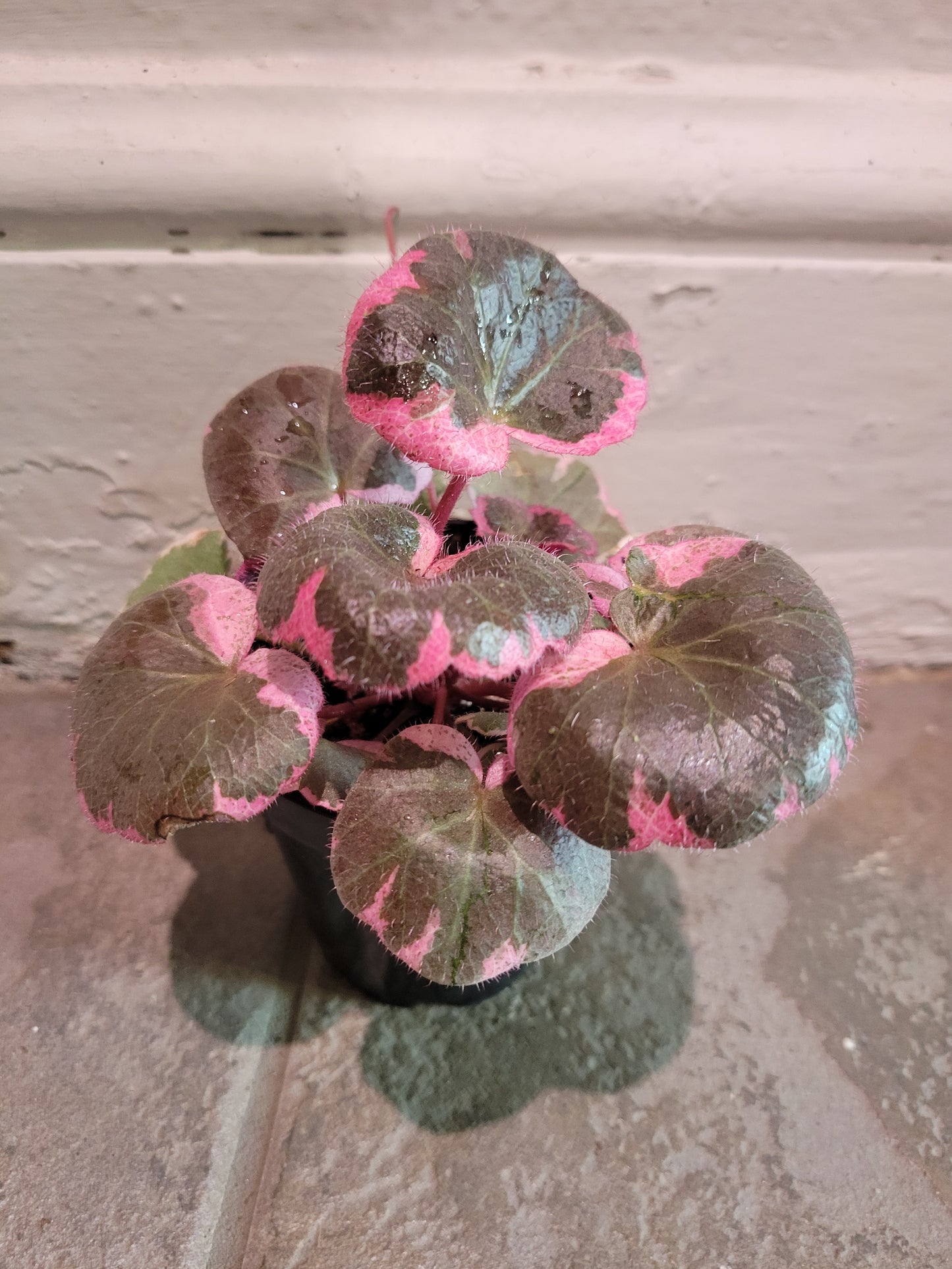 Strawberry Begonia