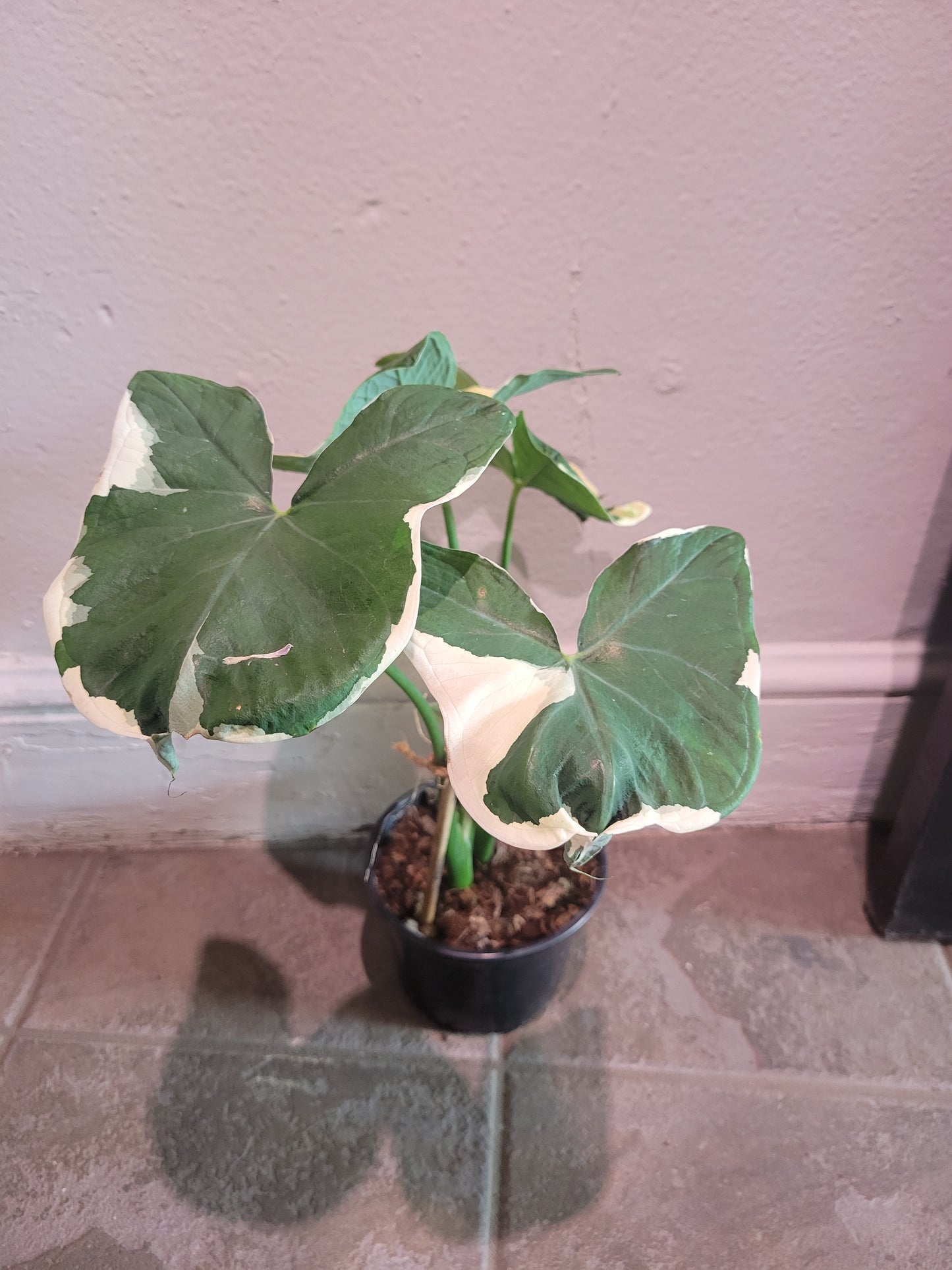 Mickey Mouse Alocasia