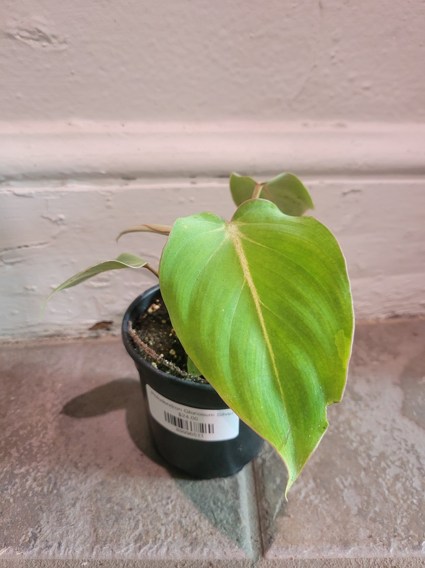 Philodendron Gloriosum Silver