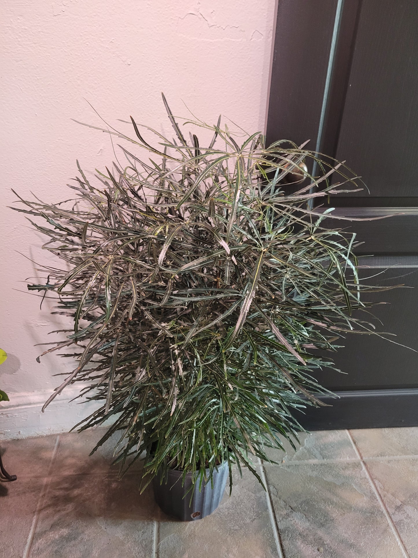 Plerandra Elegantissima 'False Aralia'