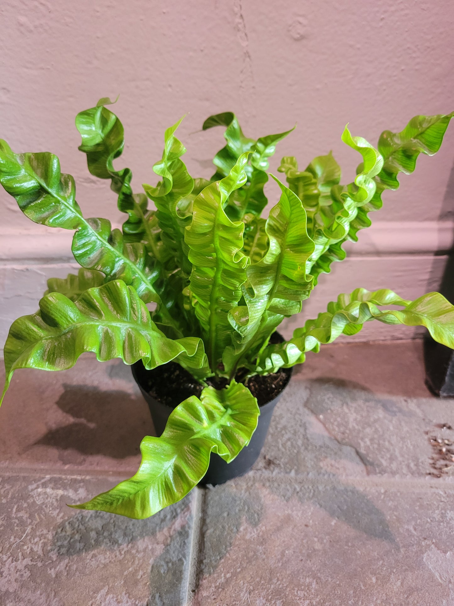 Crispy Wave Fern