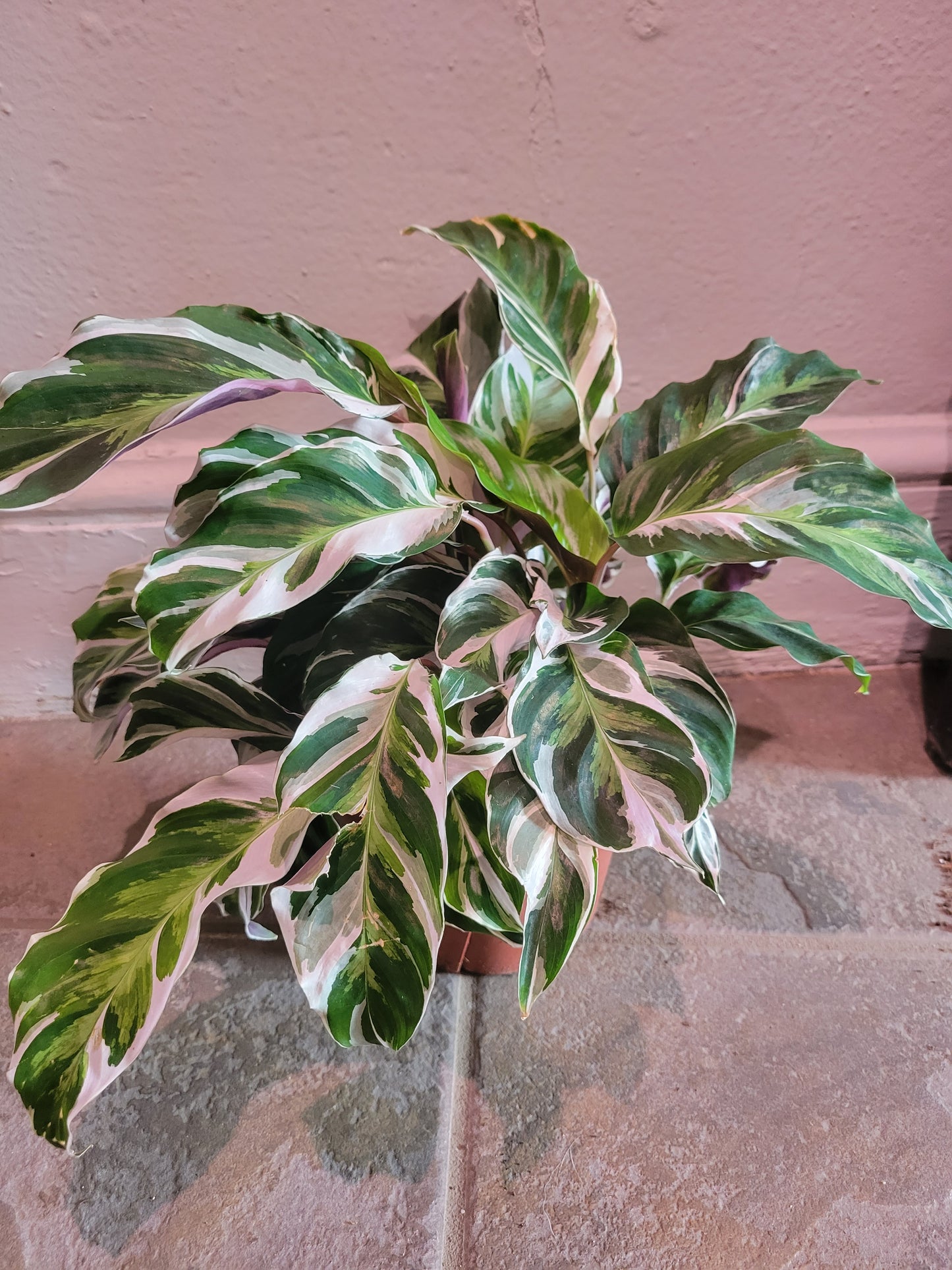 Calathea White Fusion