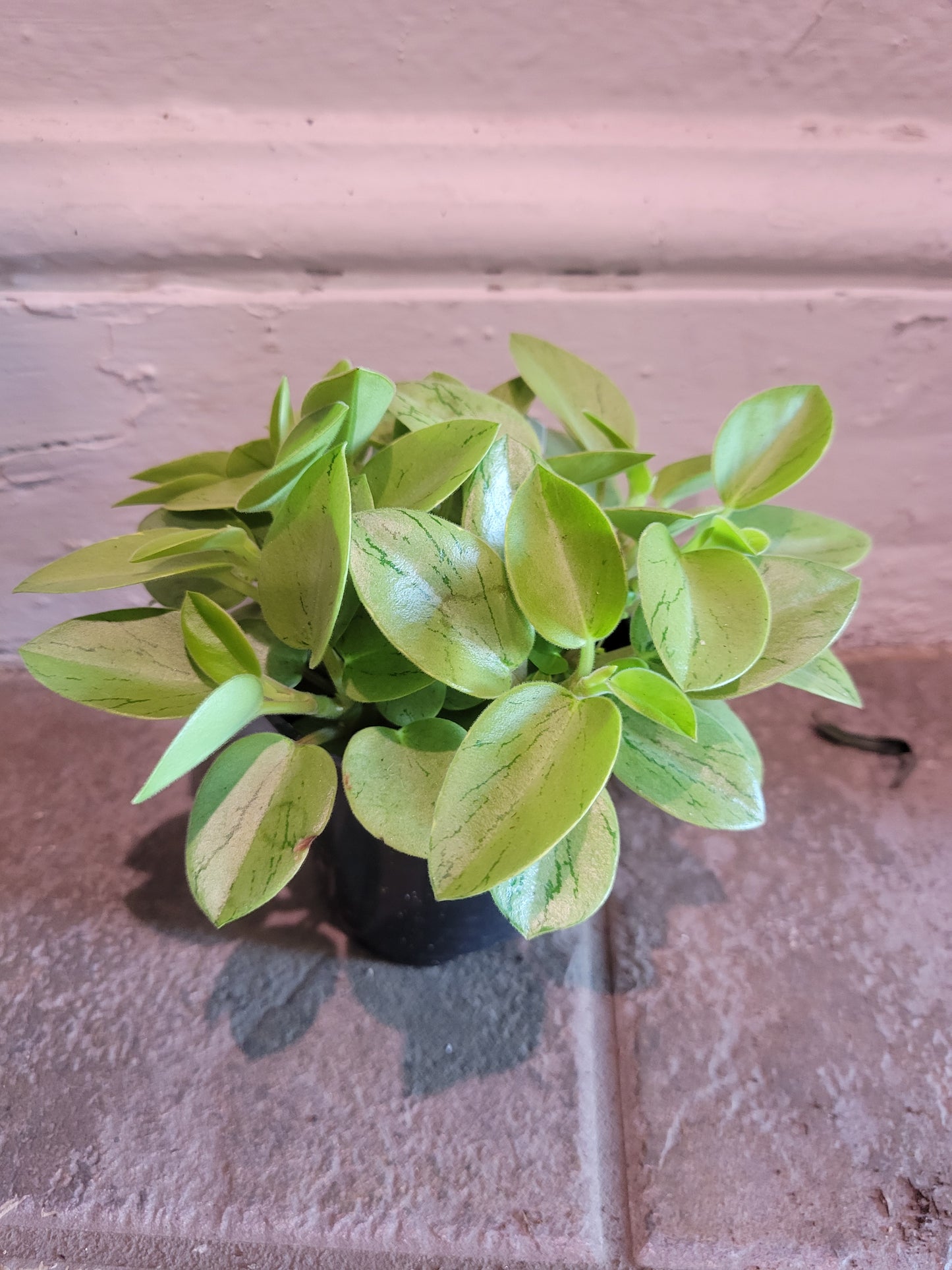Peperomia Orba