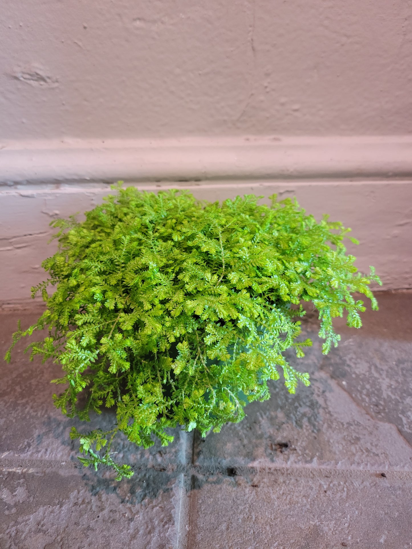 Selaginella Kraussiana