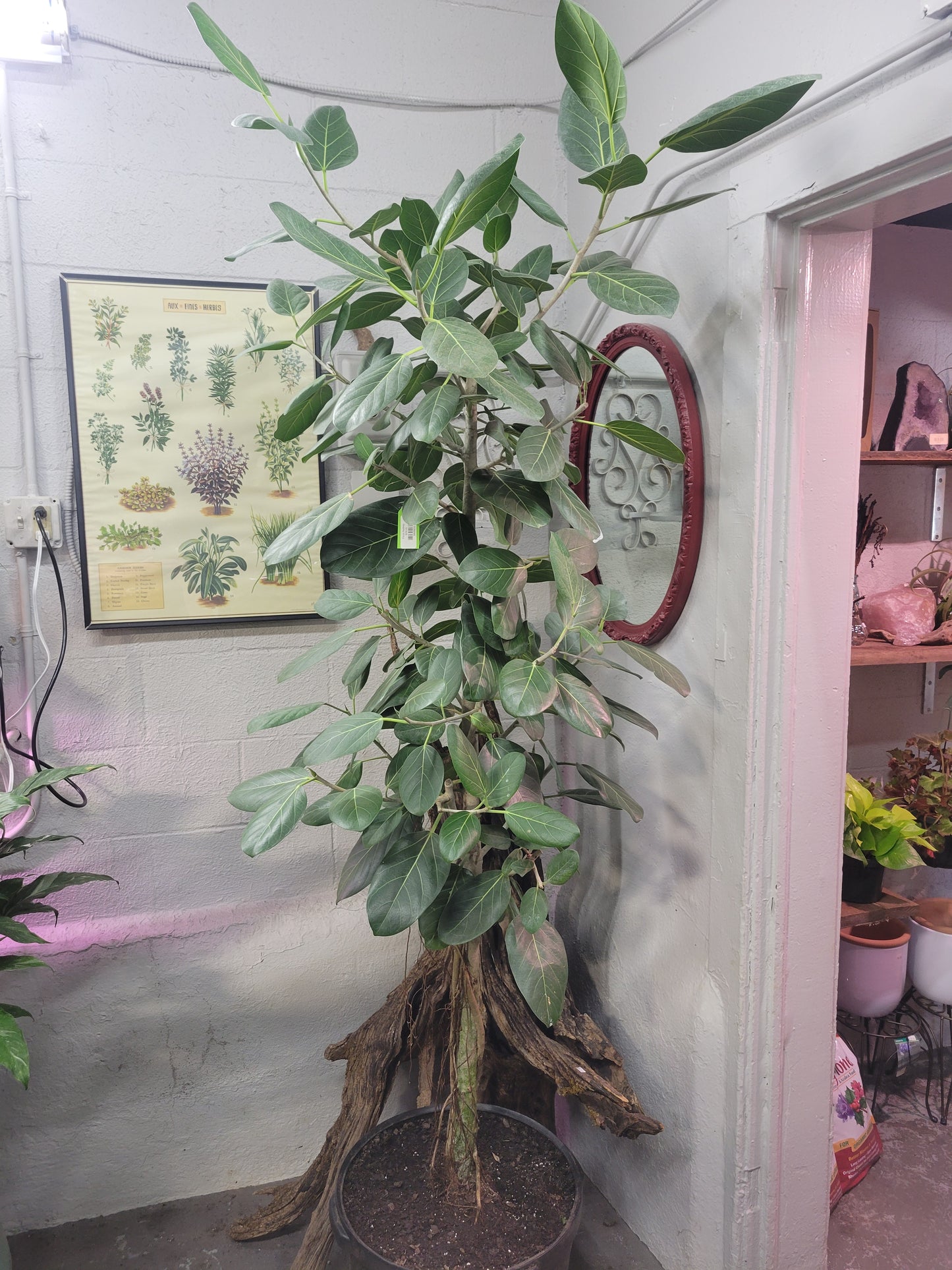 Ficus Audrey