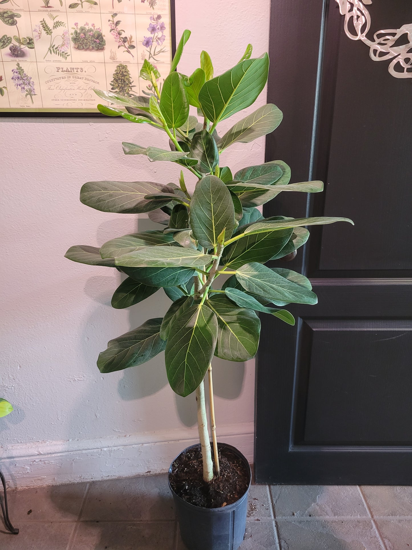 Ficus Audrey