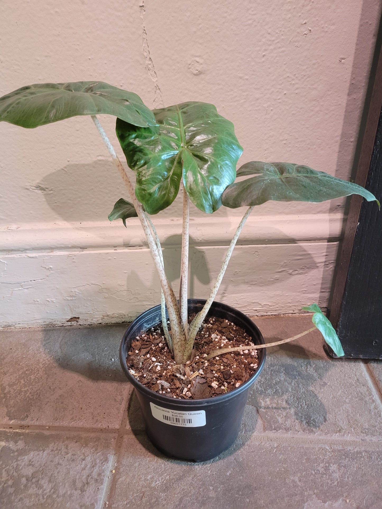 Alocasia Yucatan Queen