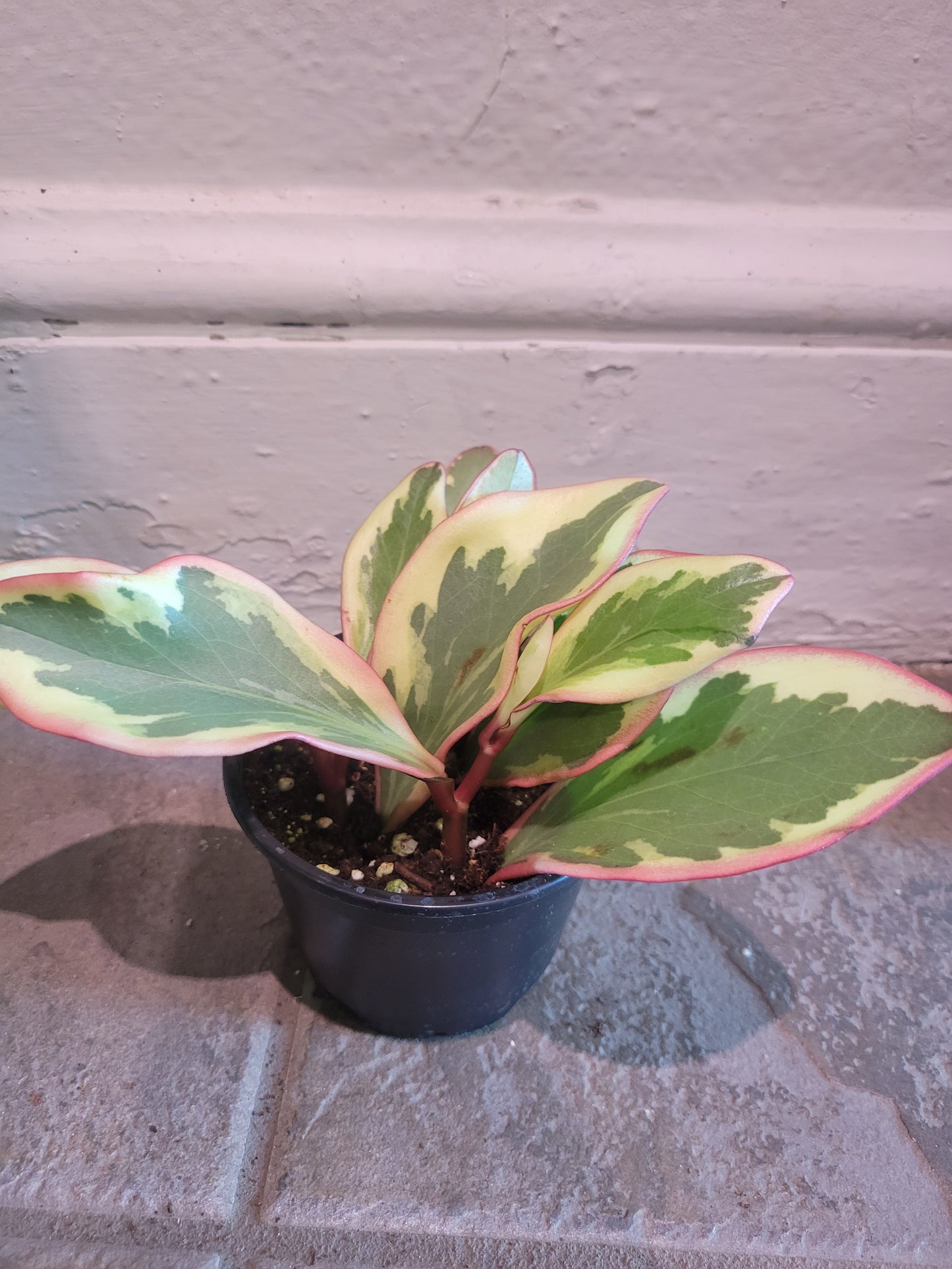 Peperomia Ginny