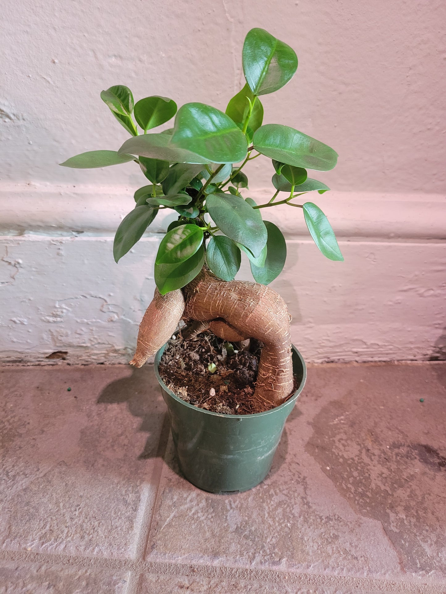 Ginseng Ficus