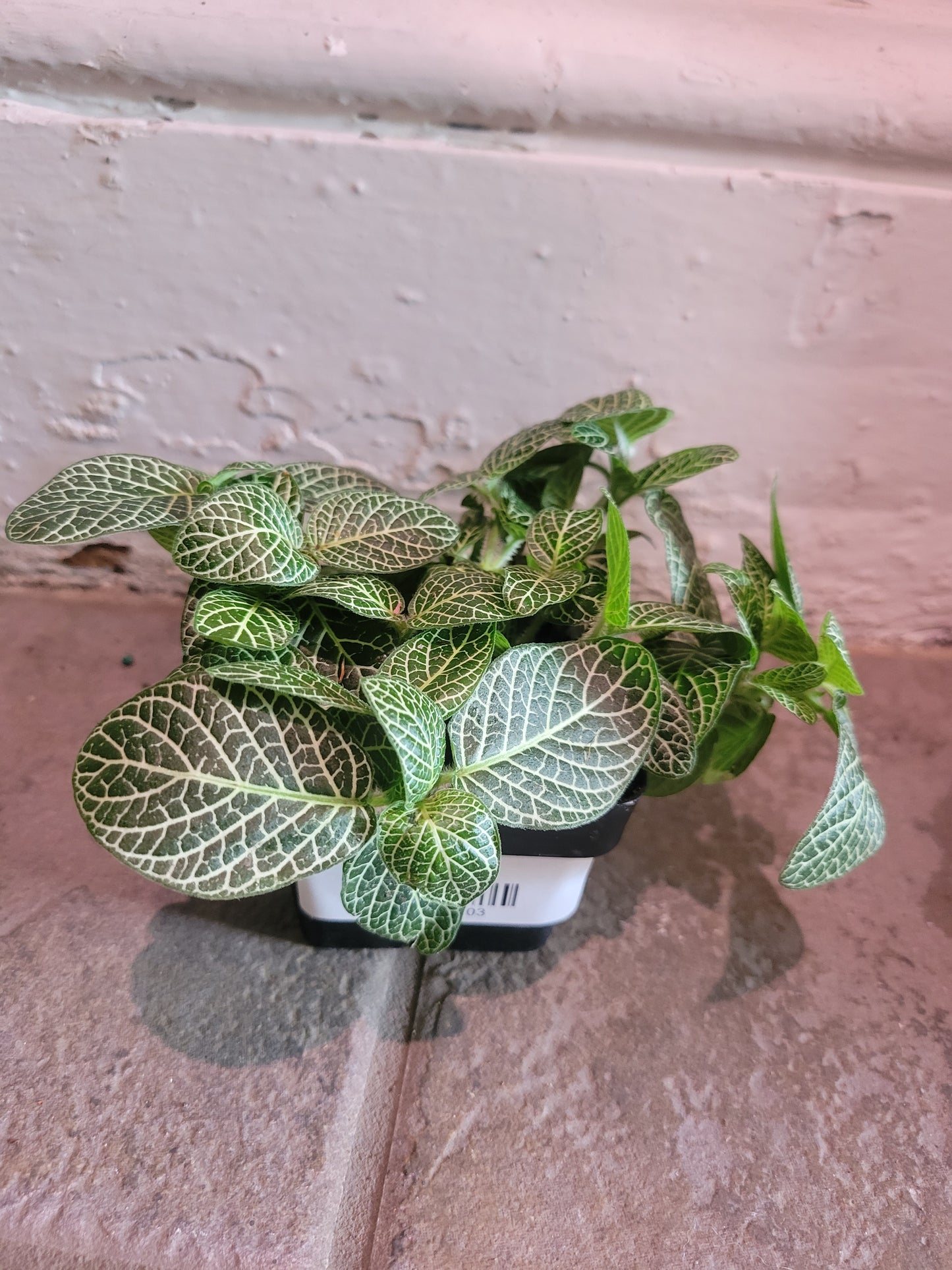 Fittonia