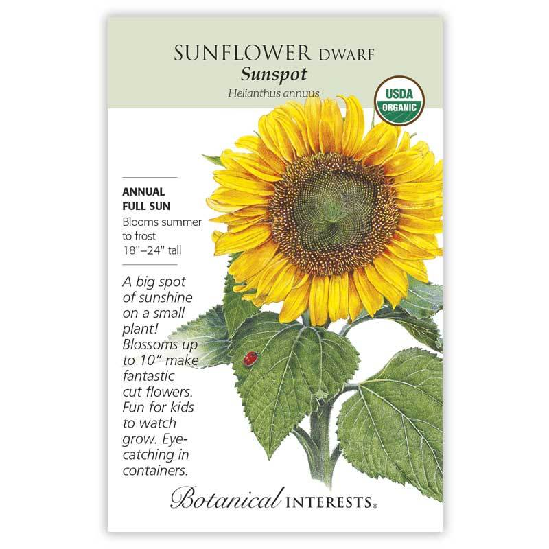 Sunflower Dwf Sunspot Organic