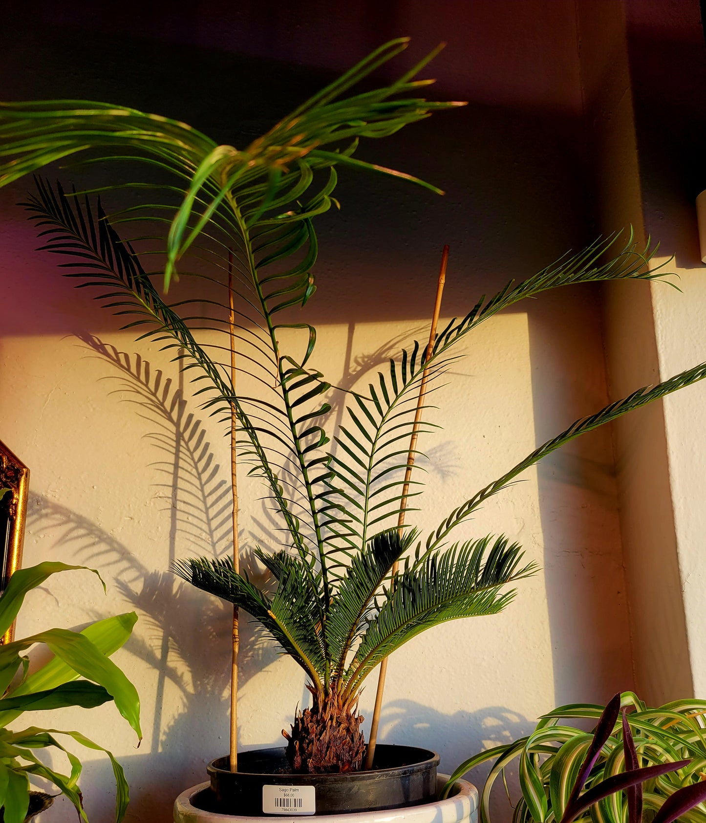 Sago Palm