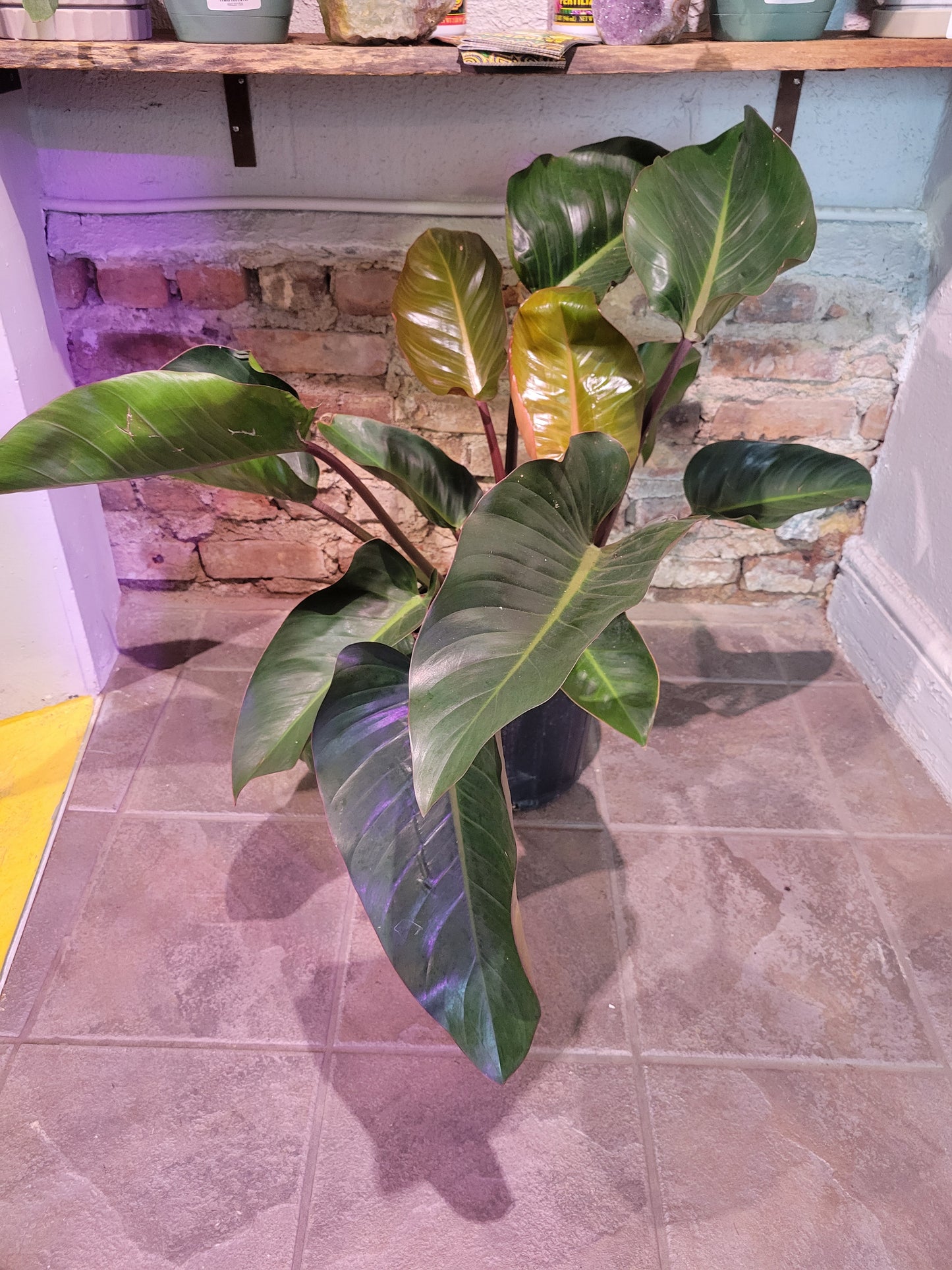 Philodendron "Rojo Congo"