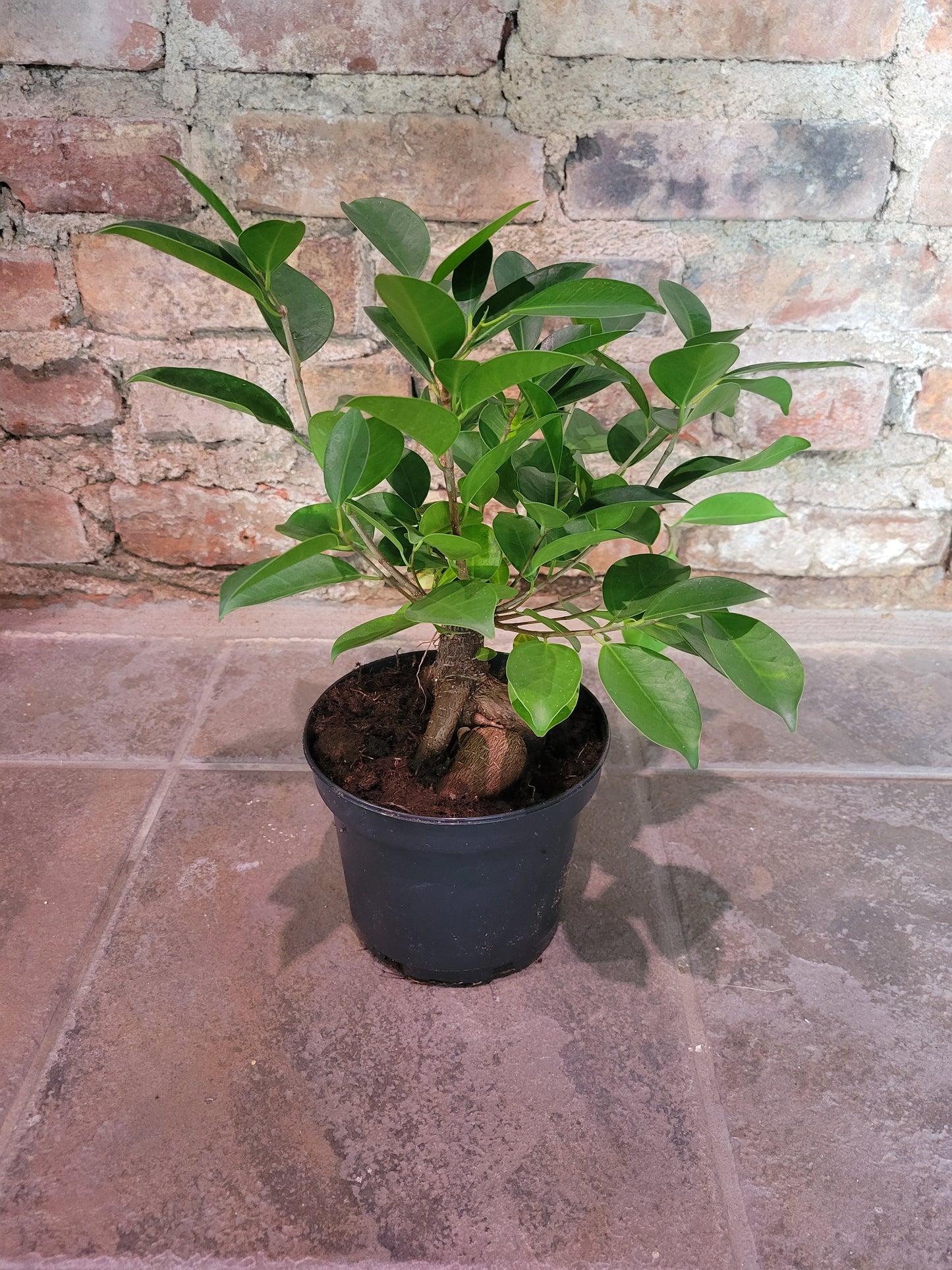 Ginseng Ficus