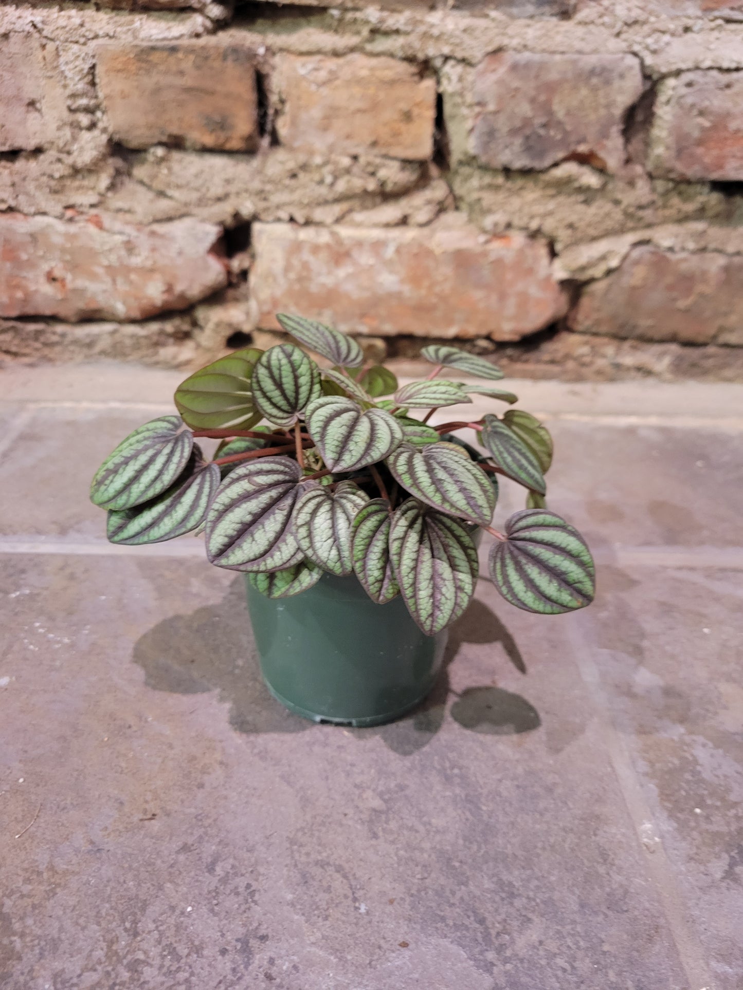 Peperomia Piccola Banda