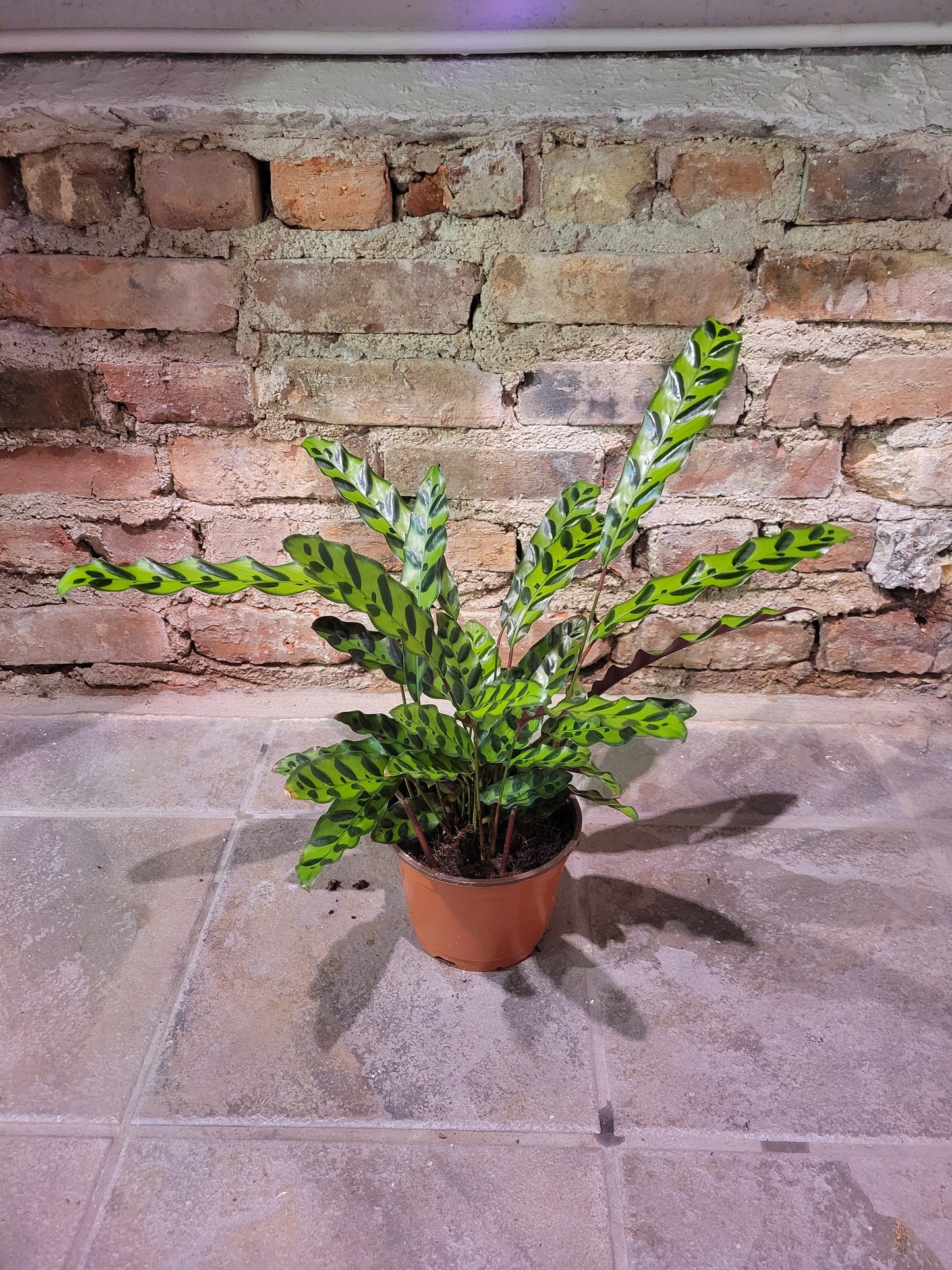 Calathea Rattlesnake