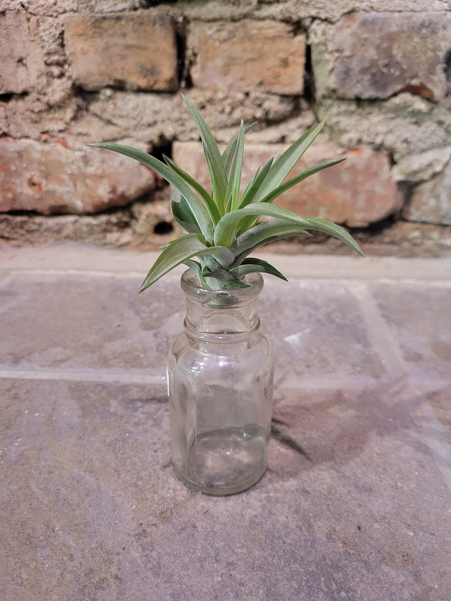 Air Plant - Tillandsia Velutina