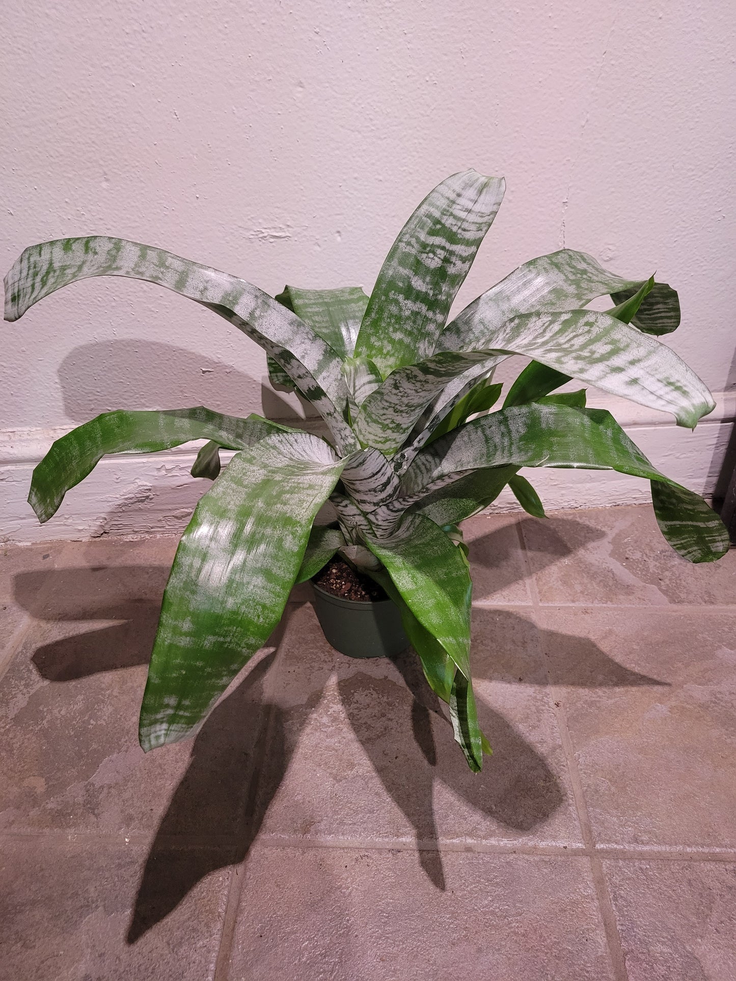 Aechmea Fasciata Silver Vase