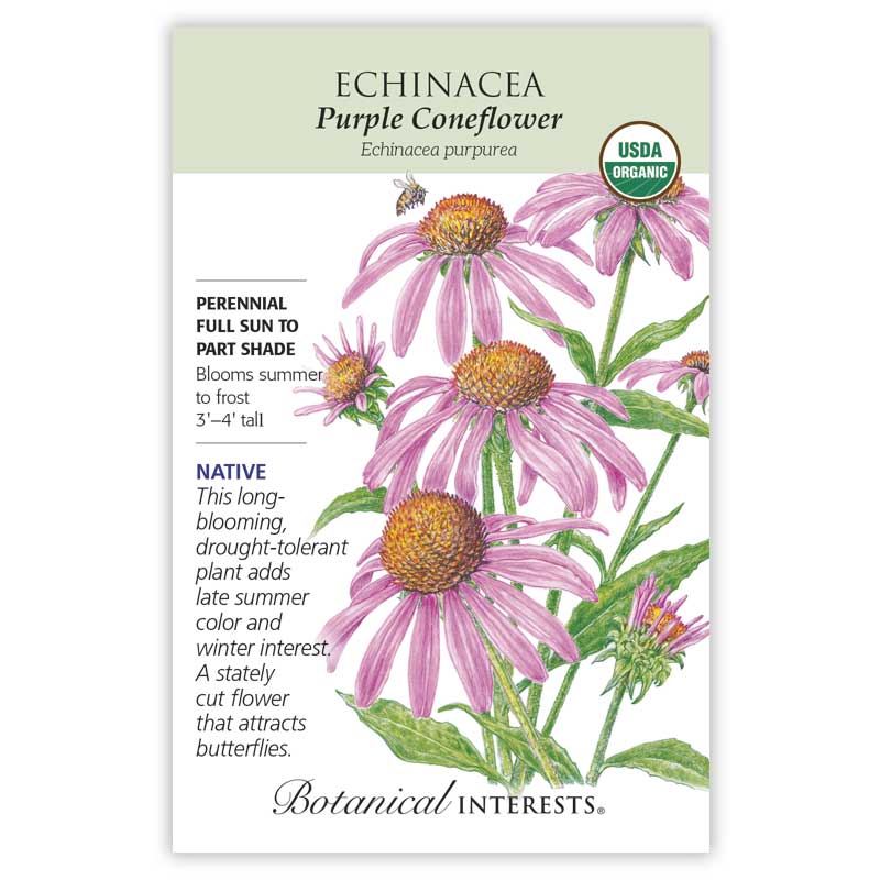 Echinacea Purple Coneflower Organic