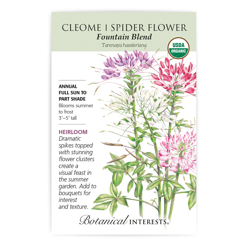 Cleome Fountain Blend Organic