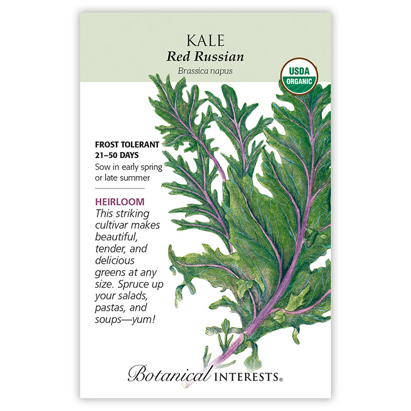 Kale Red Russian Organic