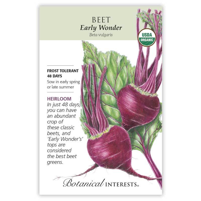 Beet (red) Early Wonder Organic