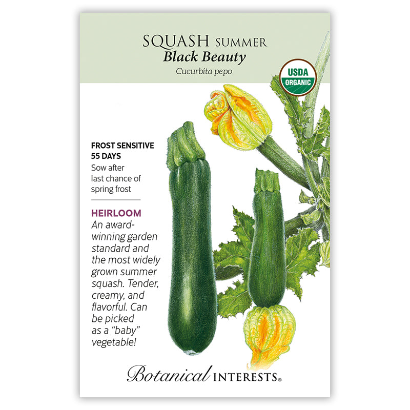 Squash Summer Black Beauty Org