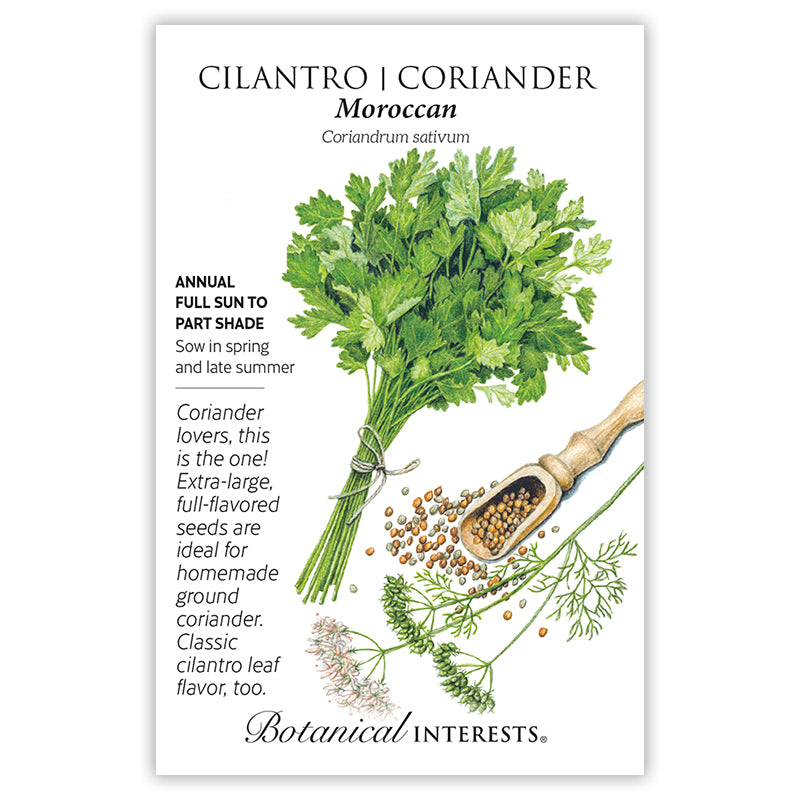 Cilantro/Coriander Moroccan